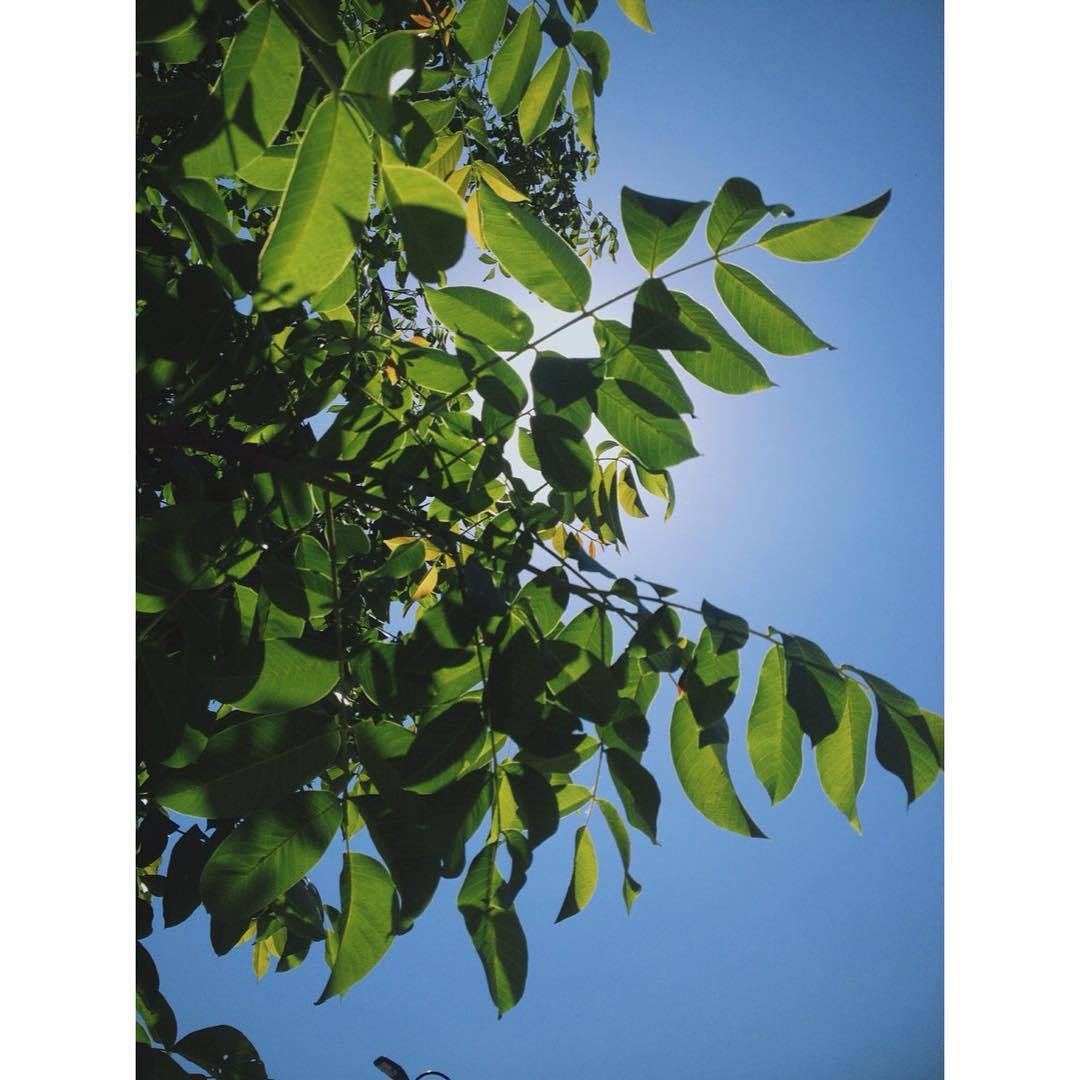 🌿