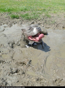 aplacetolovedogs:  Just a very cute and happy dog cooling off in the mud! For more cute dogs and puppies