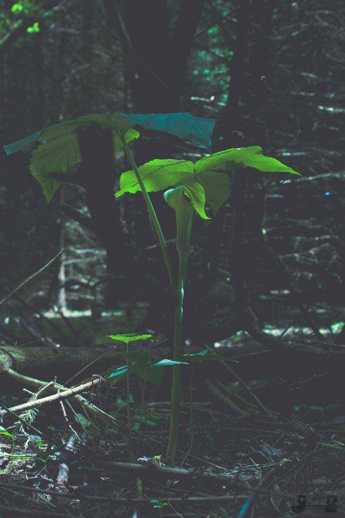 joshstevensonphoto:  forest floor photography - nature photography joshstevensonphoto.tumblr.