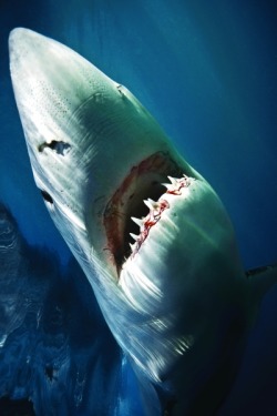 v1sion:  thelovelyseas:  Great white, South Africa (Source)  Just wow 