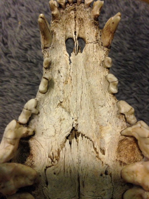 bone details from my dog skull