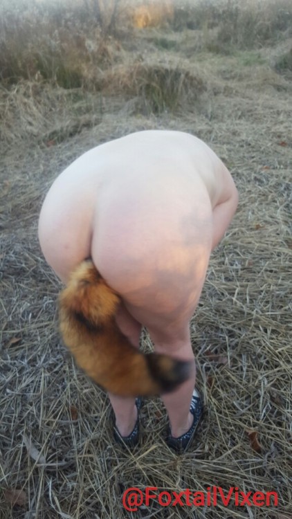 foxtailvixen:  Fox Exploring the Field