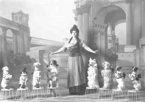 yesterdaysprint: Nola’s High School Dogs, Los Angeles, 1915 Today’s episode of Old Timey Shenanigans