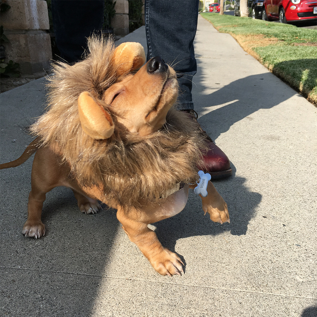 dawwwwfactory:  Feeling fabulous in his first Halloween costume Click here for more