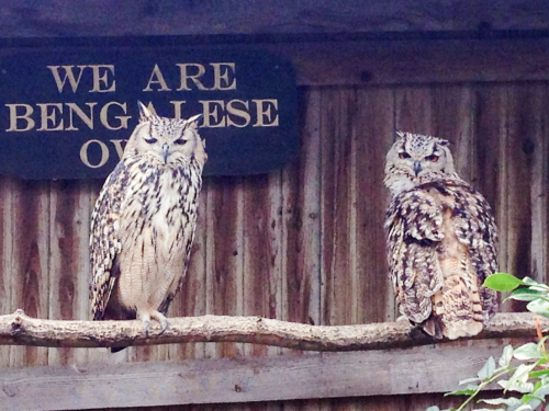 Can anyone identify these owls? I think they&rsquo;re Bengalese owls but I can&rsquo;t be sure.