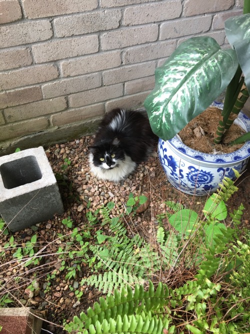 uwushi:a loaf