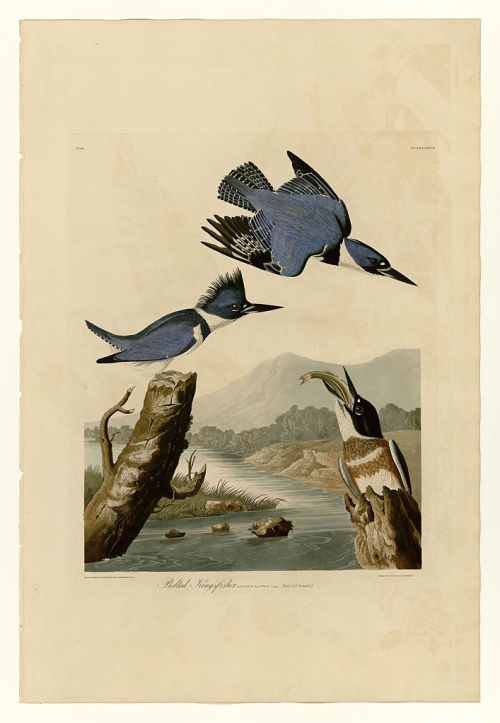 Plate 77 Belted Kingfisher, John James Audubon
