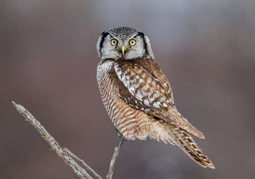 cloudyowl:  Northern Hawk Owl by Bill McMullen 
