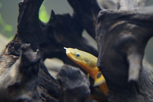 Finally a good chance to try out the macro lens. Some good pictures of Taako my rope fish. And our g