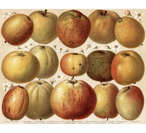 design-is-fine: Eduard Lucas, chart of apple varieties / Apfelsorten, 1893. Leipzig, Germany. Via wi