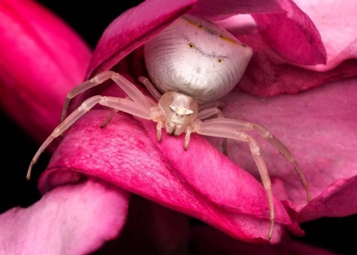 trashzy:Pink Crab Spider