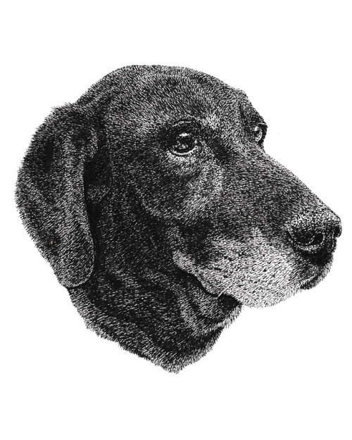 Pepperpart of my dog portrait series