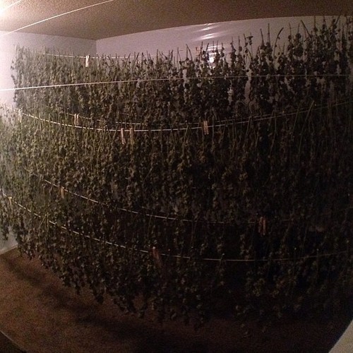 marihuanalegal:  @komagrows http://ift.tt/1ixEnki http://ift.tt/1p82fNm 