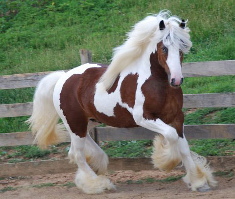 sixpenceee:The Tinker Horse  also known as Gypsy Vanner Horse in the US & UK is a type of horse breed. They are known for their feathered neck and hooves. This horse is known for being intelligent, docile, athletic, and having excellent endurance.