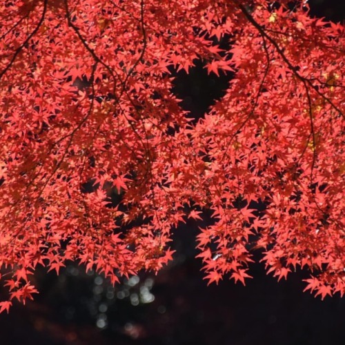 なにげないところで見つけた景色。きれい( ´ ▽ ` ) #紅葉 #もみじ #秋色 #真っ赤 #笠間 #茨城 #autumnleaves #coloredleaves #momiji #park #k