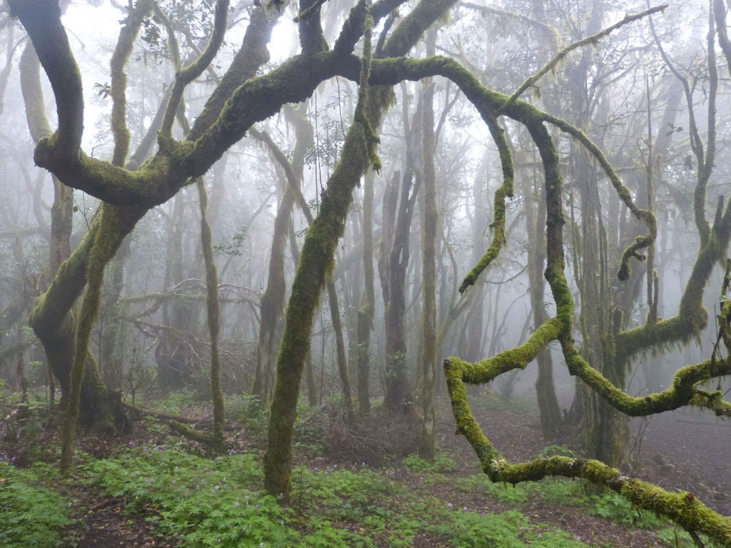 90377:  Garajonay Nemzeti Park köderdője by Zsolt Vázsonyi   