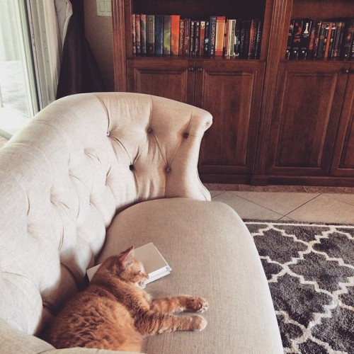 readbreatherelax: Someone’s enjoying the new library room… #HeCantEvenRead #BooksArePil