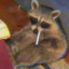 localragingraccoon