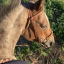 venomhorse-blog