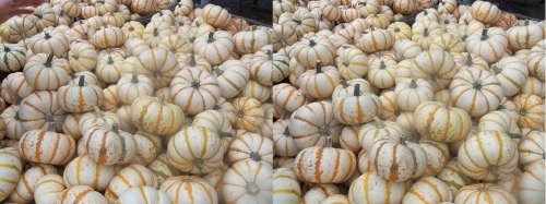 Gourditos :) Cross your eyes a little to see these photos in full 3D. (How to view stereograms) 