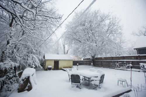 our snowy nashville backyard. parker young : portfolio | tumblr | instagram