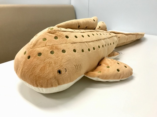 Zebra Shark #plush#plushie#plushies#plushblr#plushcore#toycore#soft toy#stuffies#shark#zebra shark#stegostomatidae#marine life#marine biology#plush: whale/shark