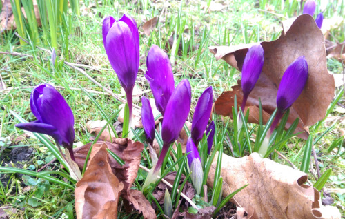 regnum-plantae: Crocus spp., Iridaceae C. flavus, C. vernus, C. vernus albiflorus, C. vernus ‘pickwick’ With some species and varieties of Crocus, I continue with the early-flowering geophytes I observed in this period. These are not from a botanic