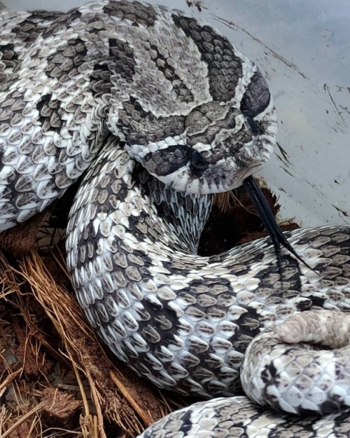 Cobra boi #westernhognosesnake #hognosesnake #axanthichognose #reptiles #snakes www.instagra