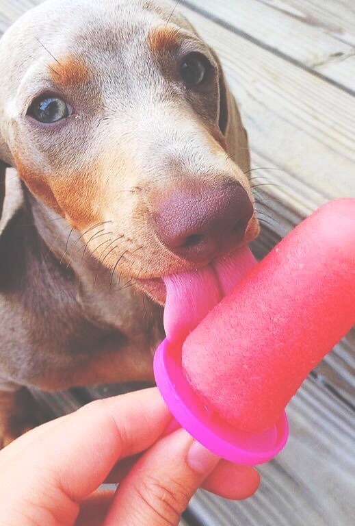 dachshundsappreciation:  beautiful-thinkingg: Pluto (: 