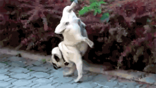 missinglinc:  thiskidlovesink:  Skills  I bet he get all da bitches.