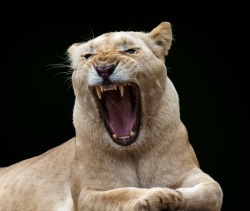 llbwwb:  (via 500px / White lion by Sylvie