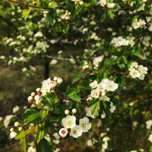 Mistress ✨ #hawthorne #hawthorn #aubepine #crataegus #crataegusmonogyna #beltane #beltaine #bealtain