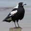 the-magpie-diaries