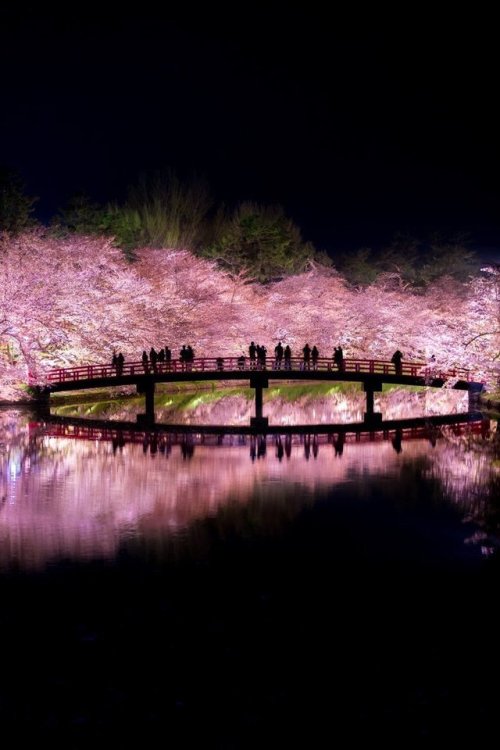 K1zz‏ @xK1zz青森県弘前市の日本一とも言われる桜です今年で弘前桜祭りは100周年を迎えます開催期間は4月22日~5月7日までなので皆様是非お越しください