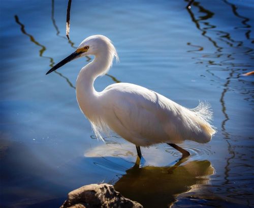 I was sitting by the water’s edge watching a cormorant gobble up fish after fish. Out of nowhere, th