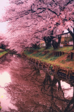 etherealvistas:  Pink Dream (Japan) by Hanson