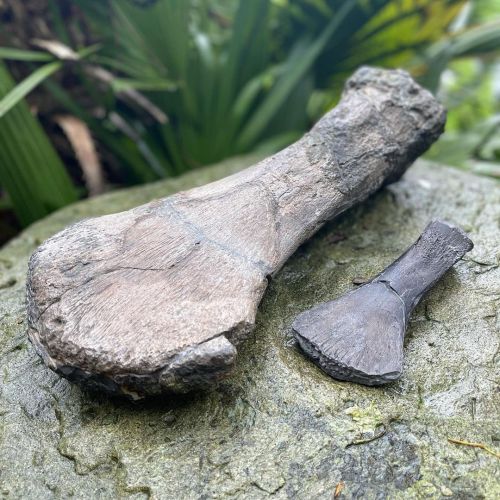  Two Femurs  One is from our plesiosaur from Lyme Regis, one is from our Pliosaur (@mike_the_pliosau