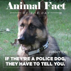 funnyordie:  Animal Fact of the Day 