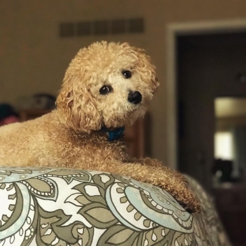 brbjellyfishing:I had to offer him a treat for this pose