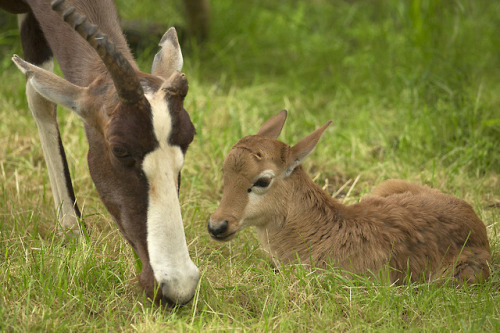 sdzoo: The bontebok was once considered to be the rarest antelope in the world, with only 17 left in