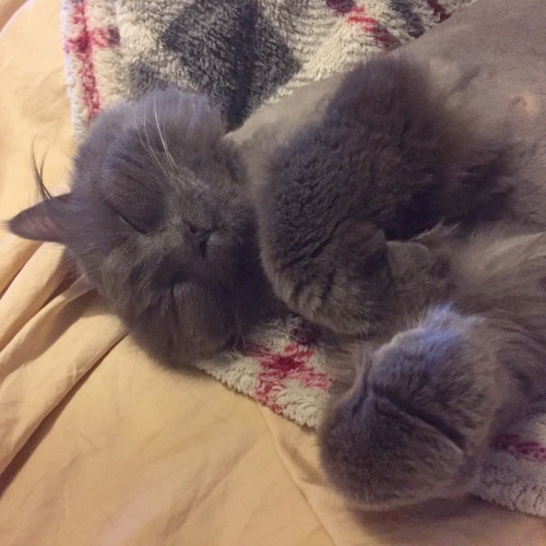 thesiouxzy:Here’s a picture of my cat, Bushy B. sleeping peacefully if you’re feeling sad about anot