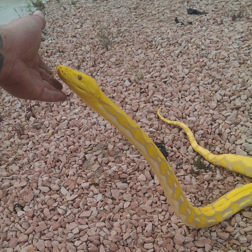 “Yoo scratch my chin, I lick yurs.” -SNEK