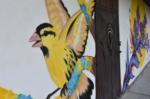 European siskin / Čížek lesní