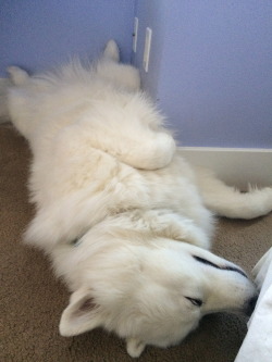 skookumthesamoyed:  Morning stretchies and