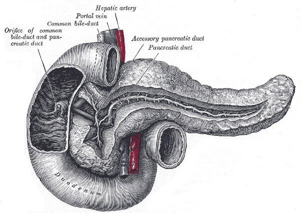 Illustrations from Gray&rsquo;s Anatomy