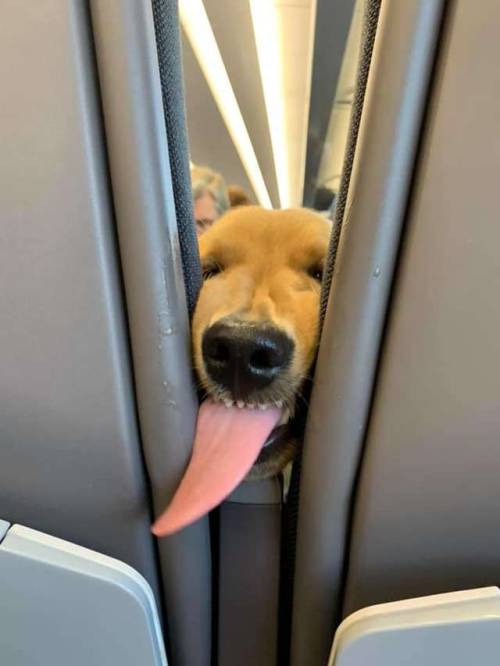 xtimelessheartsx: recommend:   Friendly dog knows how to entertain passengers on long flight (x)   “Oh!! Hi there human” “Lemme kith you human. Come clother.” “Grrr give me kisses or else.” 