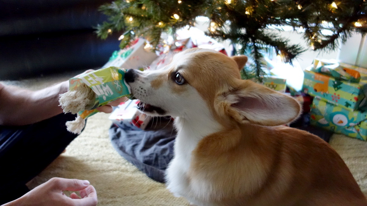 omelettethecorgi:  Merry Corgsmas!! Omelette hopes that everyone received delicious