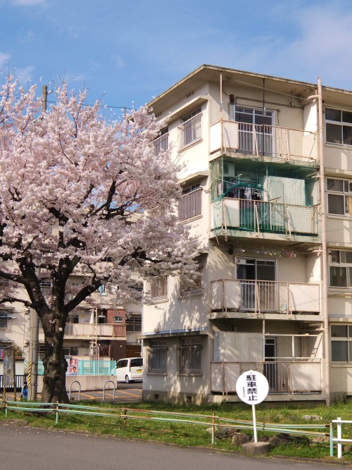 tamazo2:桃陵市営住宅のスターハウスと桜（1959年） 京都市伏見区 2014