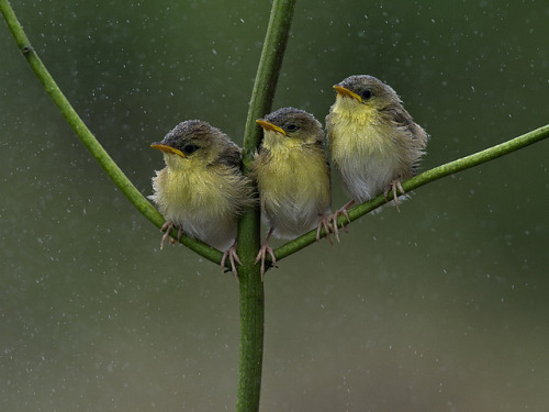 In the rain&hellip; by yanen31 on Flickr.
