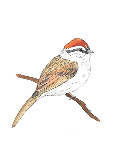 Made this as a present for a coworker of mine for her birthday!It’s a Chipping Sparrow which i